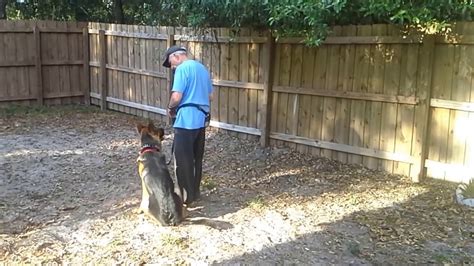 Dog training orlando - Daily training is our monthly in-home training option where one of our trainers comes to your house Monday through Friday for 4 weeks for an hour each day. We love this style of training because we get to work …